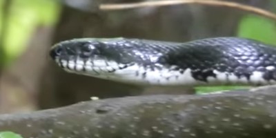 Indianapolis snake